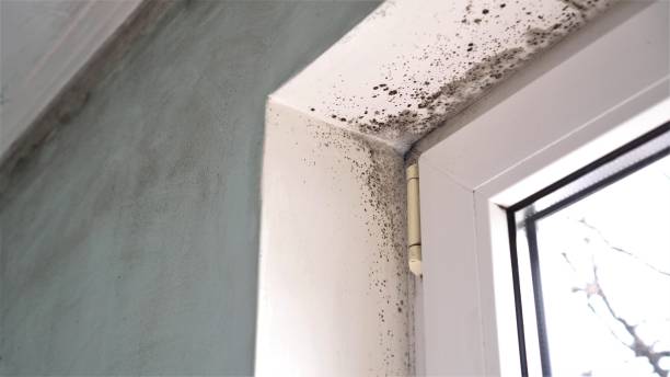 Trusted Marshville, NC Mold Removal Experts