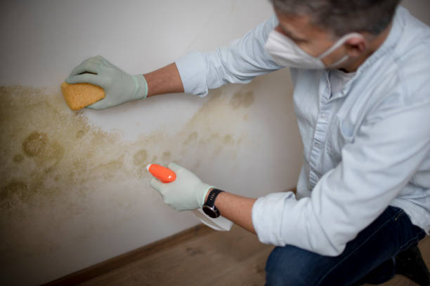 Best Attic Mold Removal  in Marshville, NC