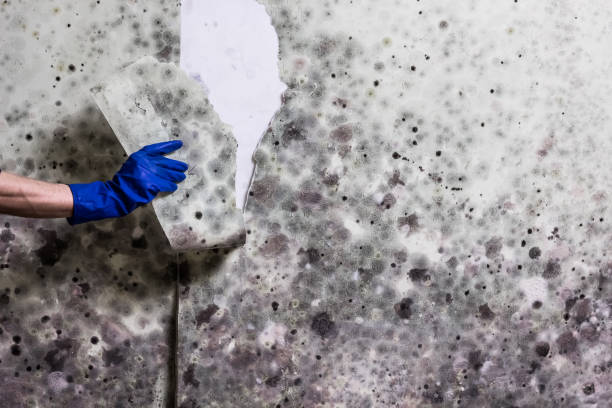 Best Mold Damage Repair  in Marshville, NC