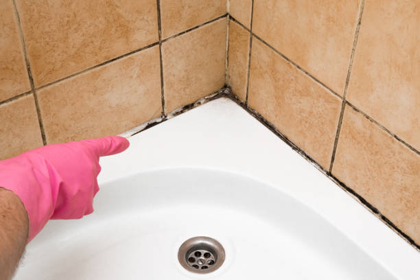 Best Commercial Mold Removal  in Marshville, NC